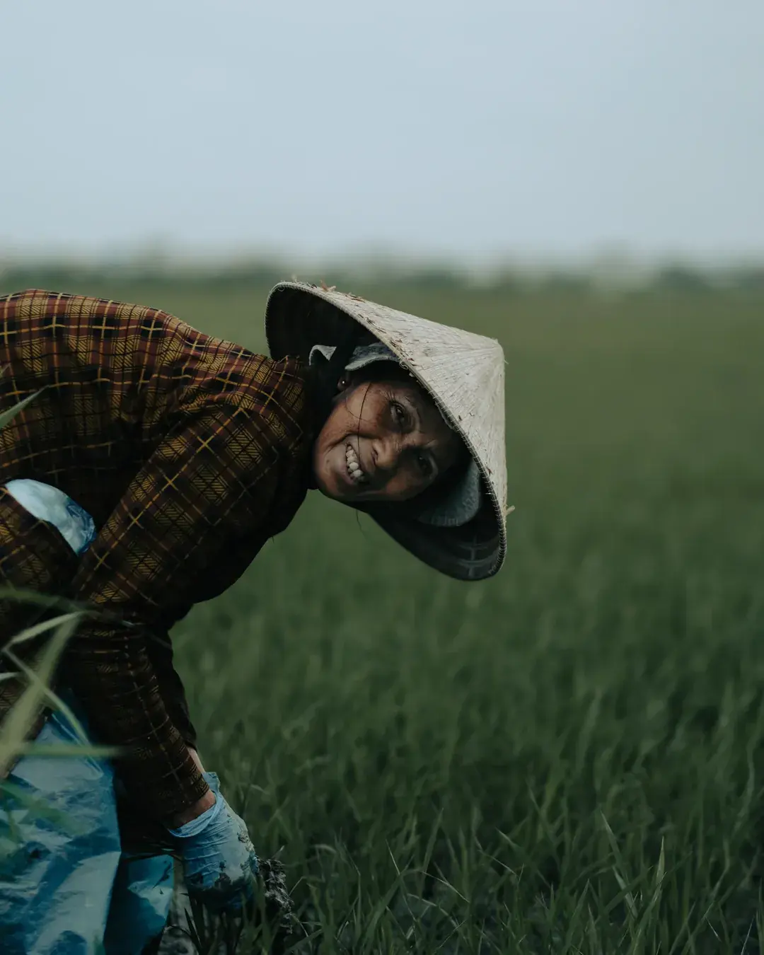 A rice farmer in a conical hat bends towards the camera and grins, standing waist-deep in a green paddy field.
